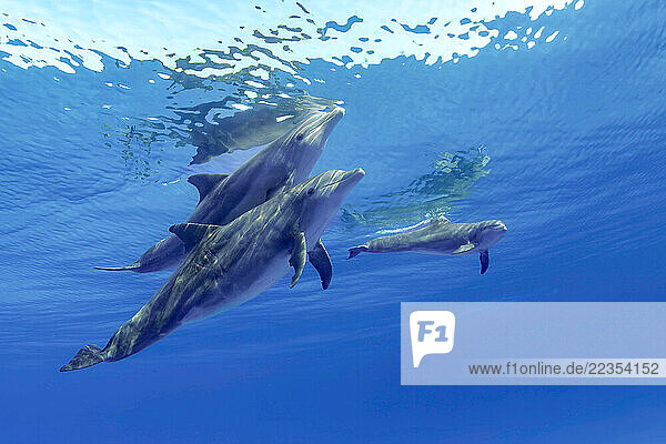 Common bottlenose dolphin (Tursiops truncatus) photographed on the Bahamas Bank; Bahamas