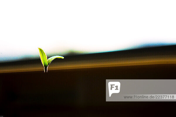 The first green leaves of a tomato plant sprout under the even afternoon light along a windowsill on April 17  2009. With the advent of spring  gardener s begin planting their seeds often preparing them indoors until the outside weather warms. (Photo By Dan Rafla/ Aurora)