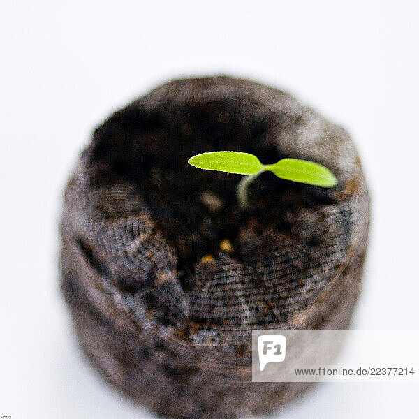 The first green leaves of a tomato plant sprout under the even afternoon light along a windowsill on April 17  2009. With the advent of spring  gardener s begin planting their seeds often preparing them indoors until the outside weather warms. (Photo By Dan Rafla/ Aurora)