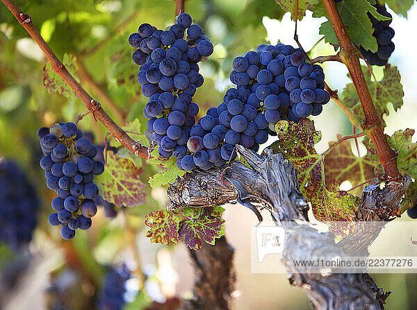 Napa Valley Vineyard grapes on vines