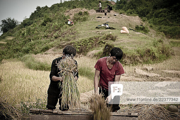 Two man beating the rice from the stalks during harvest. Sapa  Vietnam