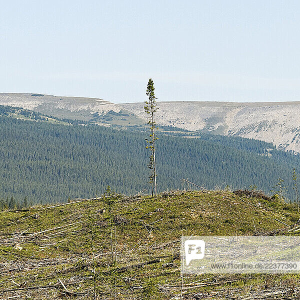 Kananaskis  AB - August 23: A single lodgepole pine tree (Pinus contorta) stands alone in a clear cut forest on August 23  2009 in Kananaskis country  Alberta  Canada forming part of the Canadian Rockies. (Photo By Dan Rafla/Aurora)
