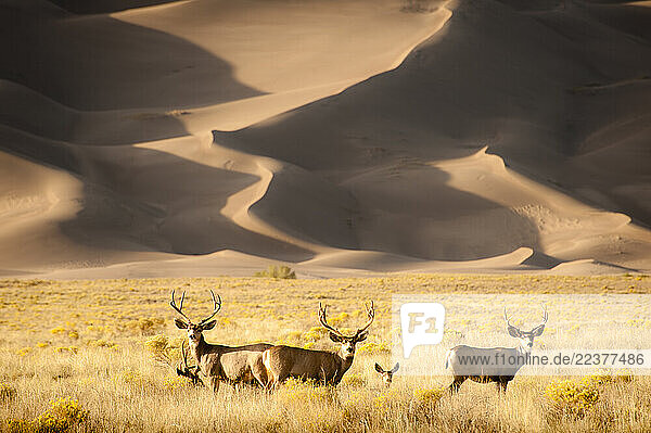 Five deer standing in front of large sand dunes. Great Sand Dune National Park  Alamosa  Colorado  USA.