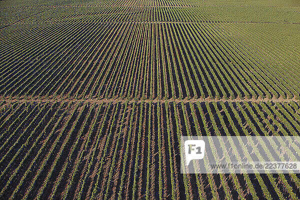 Napa Valley Vineyard from Hot Air Balloon