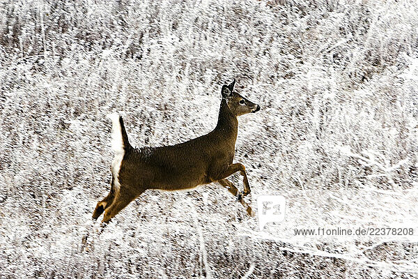 Deer on opening day of deer hunting season (rifle).