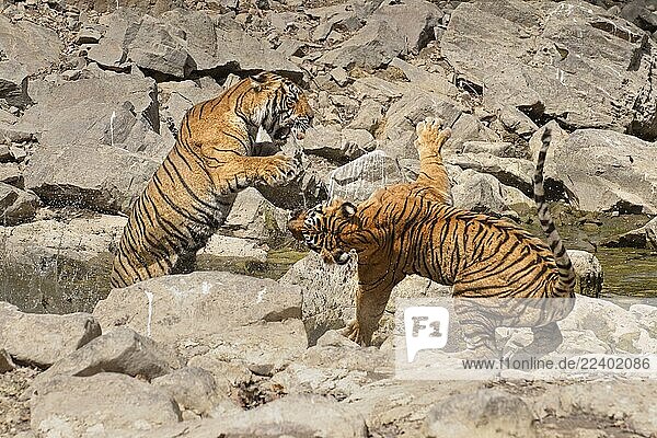 Aeluroidea,Asian,Big cat,Big cats,Color