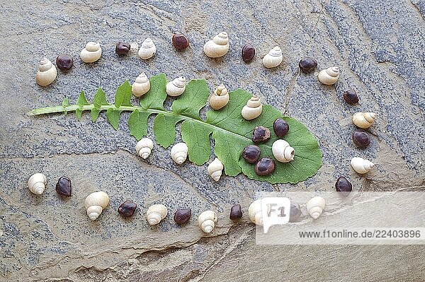 Asian,Bivalves,Bivalvia,Color,Color