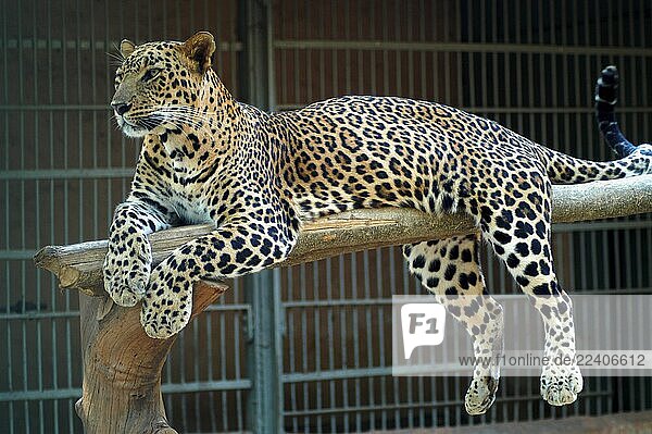 Aeluroidea,Asian,Big cat,Big cats,Color