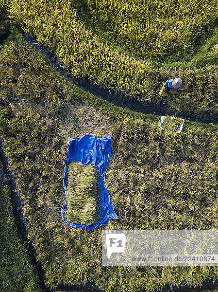 Aerial view of male farmer working in rice paddy at Bali  Indonesia