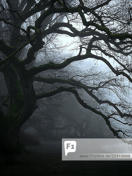 Mysterious old tree in a foggy park with dark branches