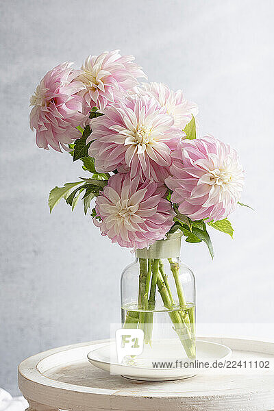 Pink and white dahlia bouquet in a vase on a table in a studio setting