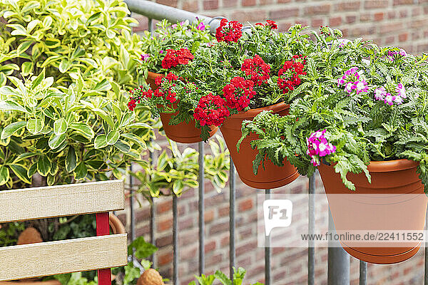 Verbena flowers in hanging pots on a balcony with spindle plant and brick wall  showcasing urban gardening and climate-friendly decor