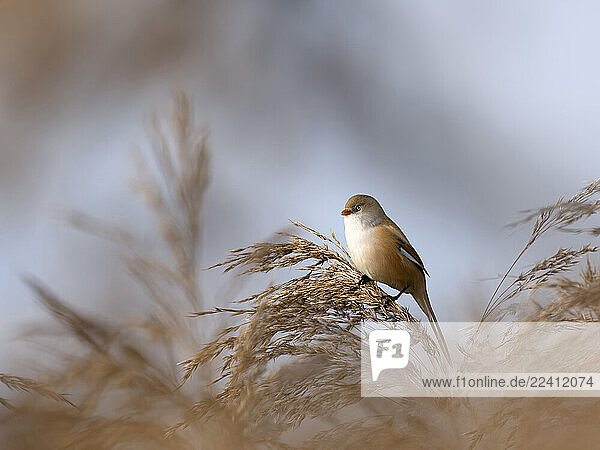 Bearded tit perched on reed in Bad Buchau  Germany