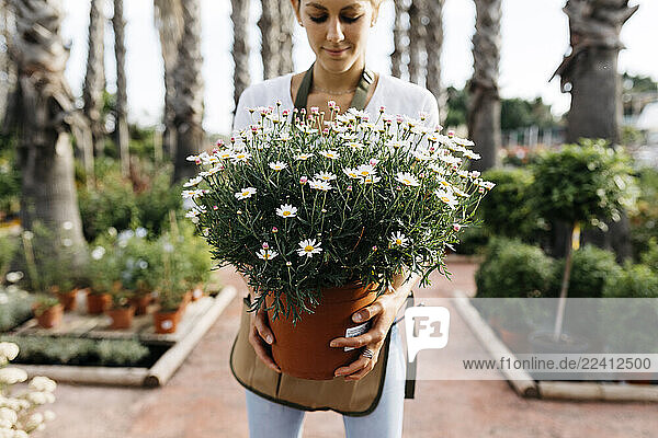 Female worker in a garden center holding a daisy plant