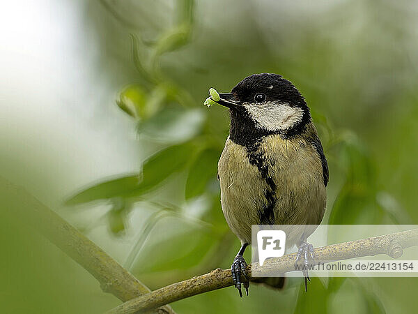 Great tit perched on a branch in a natural setting during spring