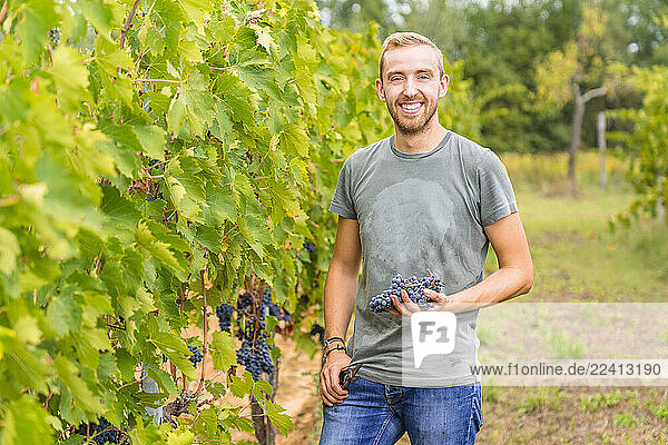 Portrait of smiling young man harvesting grapes in vineyard