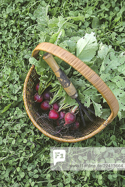 Harvested red radish in a basket