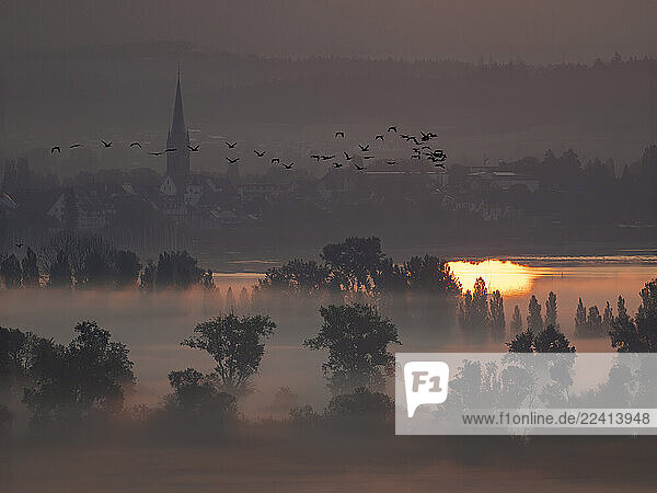 Foggy sunrise over Radolfzell with birds flying above Lake Constance