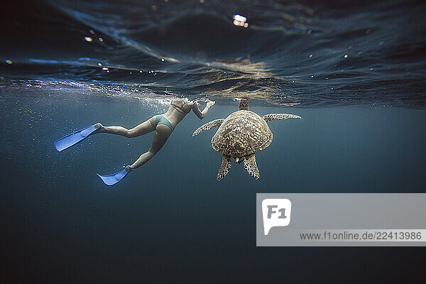 Indonesia  Bali  Underwater view of female diver swimming alongside lone turtle