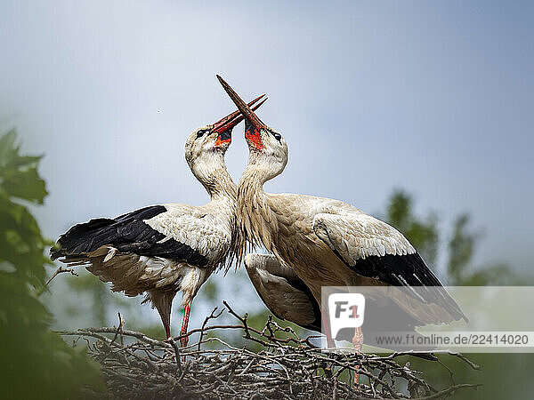 Pair of white storks interacting in their nest during spring