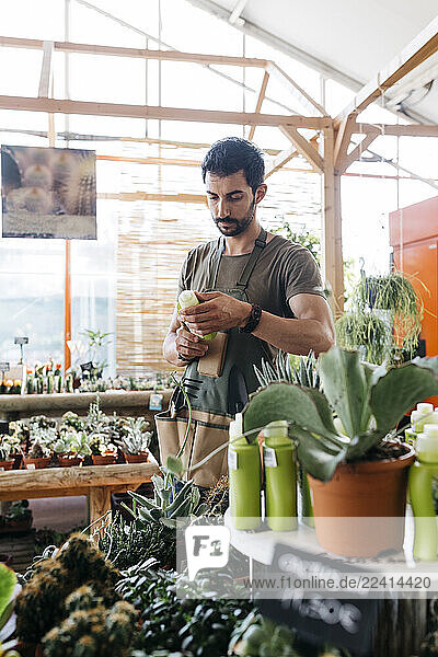 Worker in a garden center holding a maintenance product for cacti