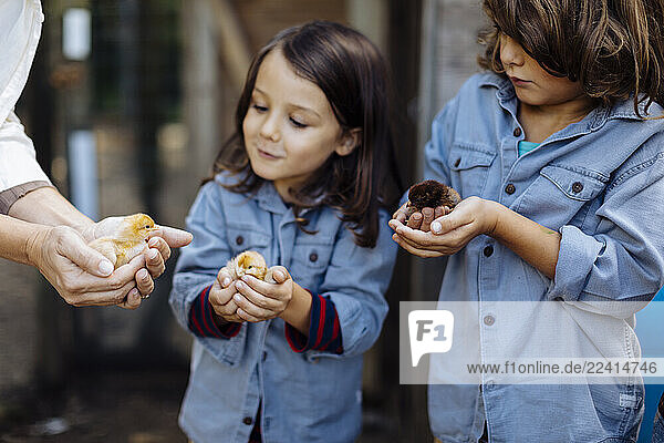 Mother with two kids holding chicks on an organic farm