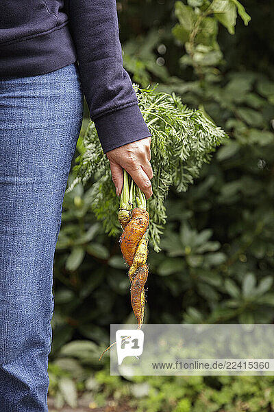 Mature woman holding freshly harvested twisted carrots in a garden