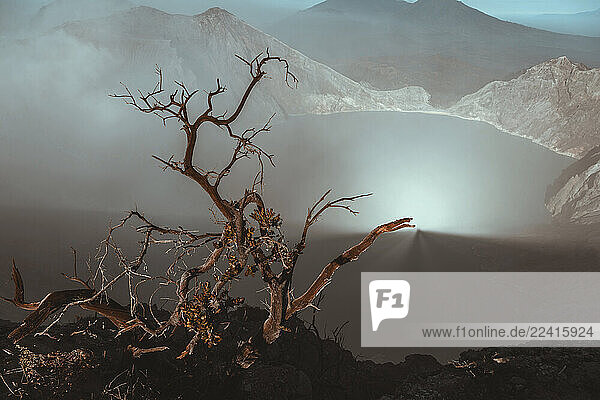 Indonesia  Java  Ijen volcano  close up of barren tree