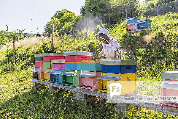 Beekeeper with honeycombs and smoker