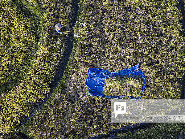 Aerial view of farmer working in rice paddy  Bali  Indonesia