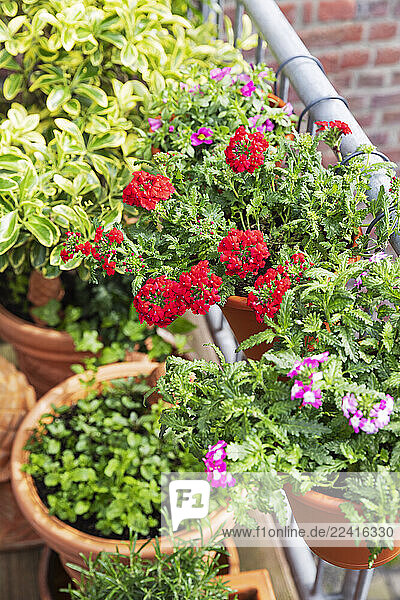 Verbena flowers in hanging pots on a balcony with spindle plants  showcasing urban gardening.