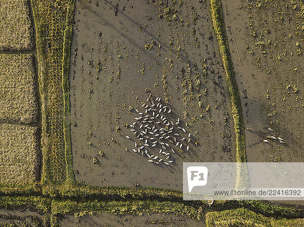 Aerial view of ducks on a paddy field  Bali  Indonesia