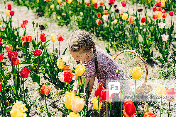 Girl picking tulips in a bright  colorful flower field