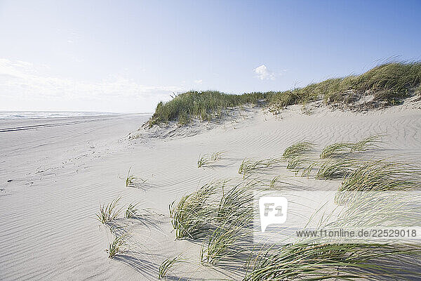 Grass on dunes and beach