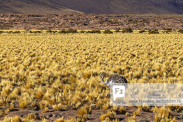 Wild rhea  flightless bird  walking in Atacama Desert