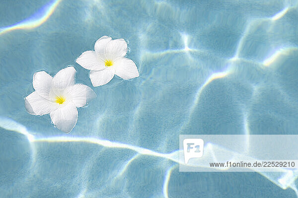 White Plumeria blooms floating on surface of swimming pool
