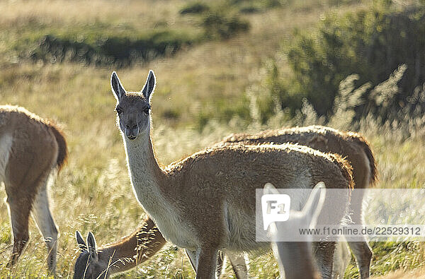 Native guanacos grazing in Torres Del Paine