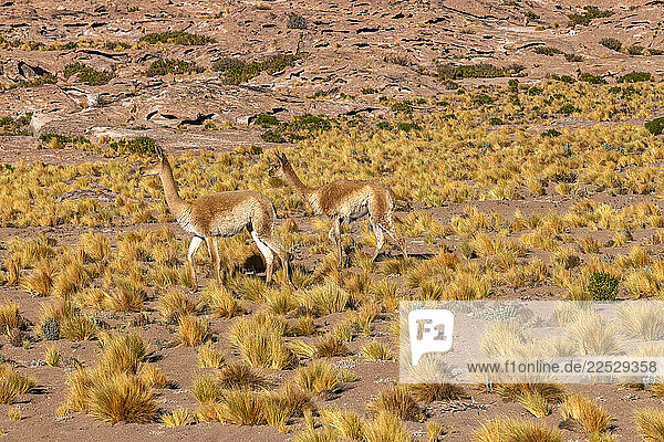 Two wild vicunas in Atacama Desert