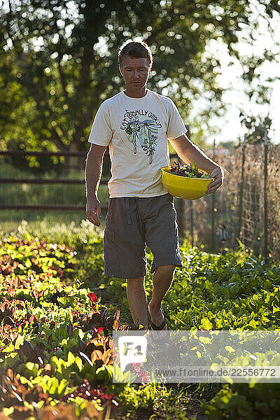 Organic farmer  Dave Bell harvesting mixed spring greens at his farm in Draper  Utah.