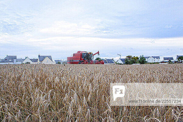 Harvesting of grain time  a combine harvester that goes through the fields and does what it says  combines several operations in the harvesting process  Kerroch  Brittany  France.