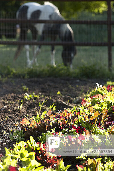 A horse grazes beside organic greens growing at Bell Organic Gardens in Draper  Utah.