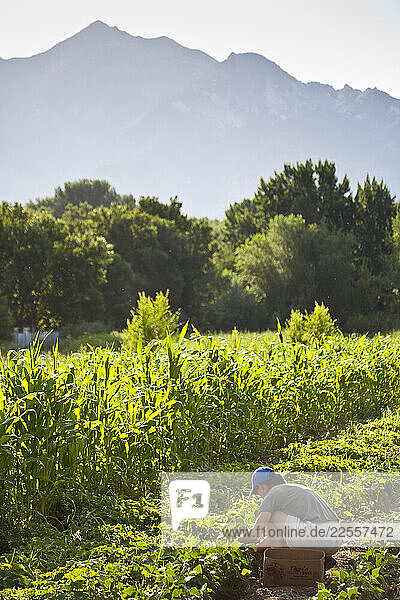 Farm worker  Leslie Blank picking sweet peas at Bell Organic Gardens in Sandy Utah.