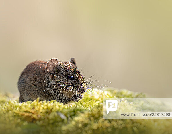 Wood mouse on moss in a German forest during autumn