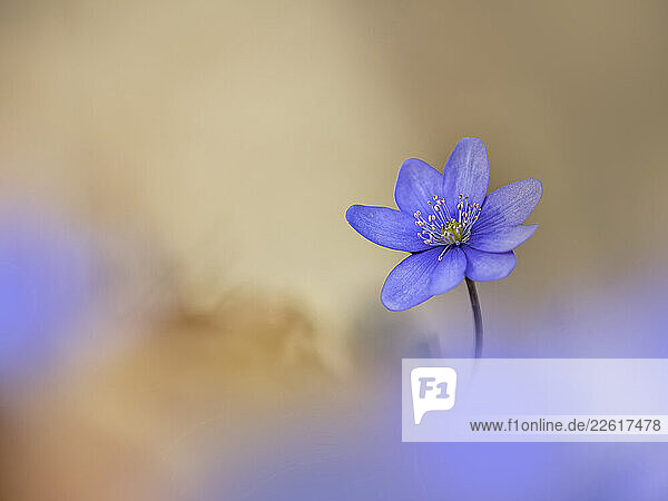 Close-up of a purple liverwort flower blooming in a forest during spring.
