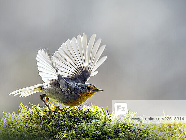 Robin with wings spread perched on moss in Schwenninger Moos  Germany