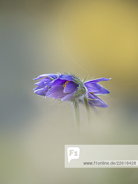 Close-up of a purple pasque flower in bloom during spring in Germany