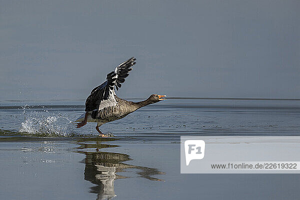Greylag goose taking off from Lake Constance in spring