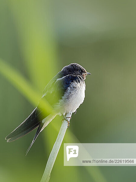 Swallow perched on grass in a green natural setting during a spring morning