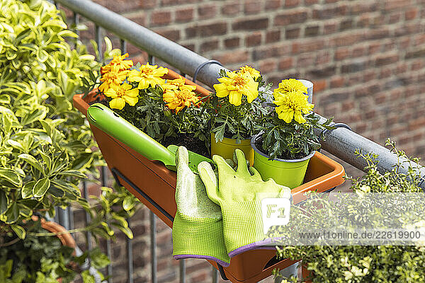 Tagetes and spindle plant on a balcony with gardening tools