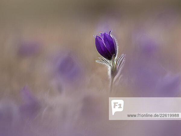 Close-up of a purple pasque flower in bloom during spring in Germany